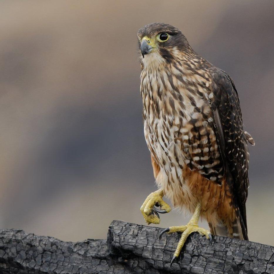 A raptor with no qualms about eating its opponents wins New Zealand's annual bird election